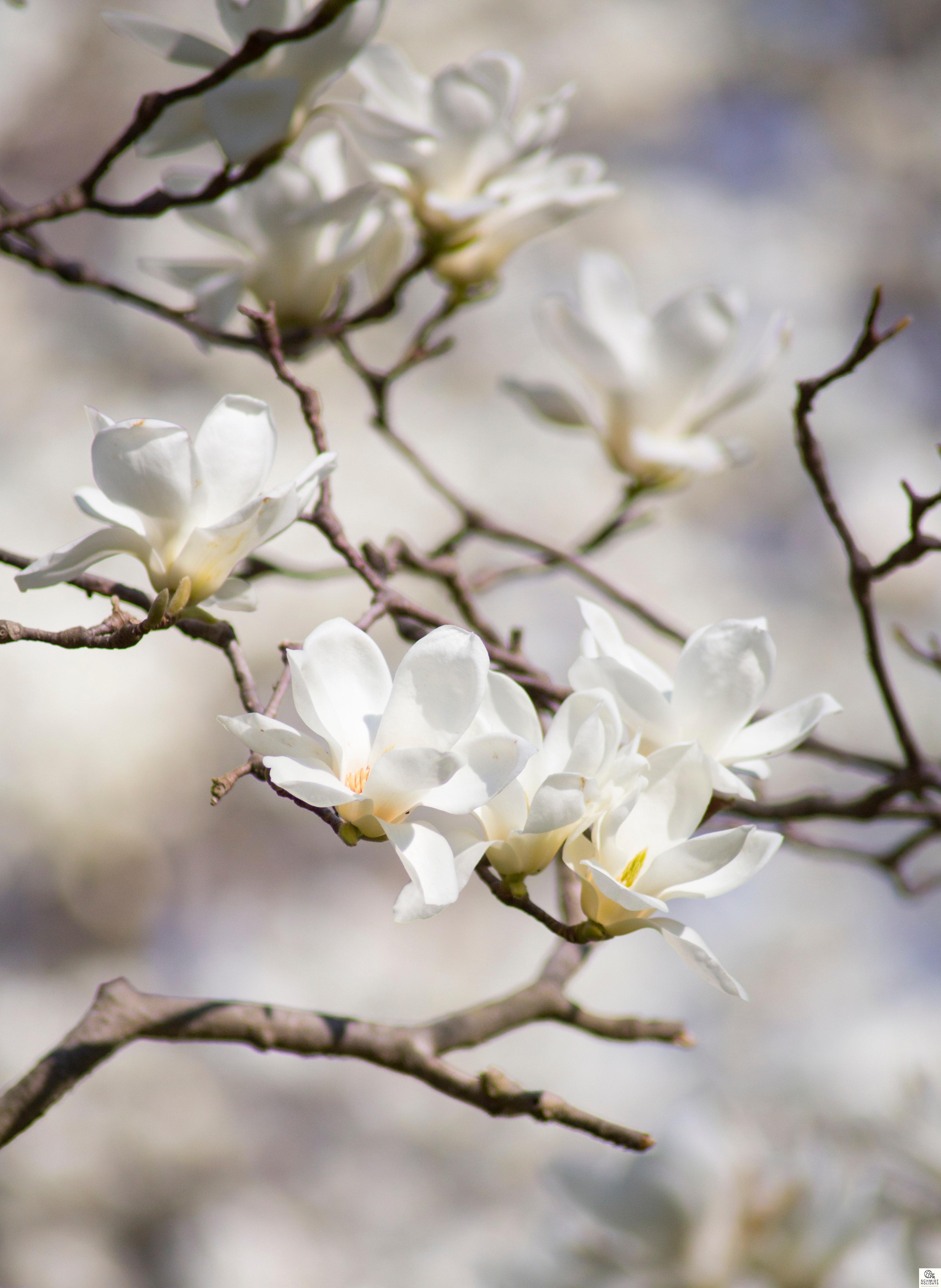 magnolia tourist attractions